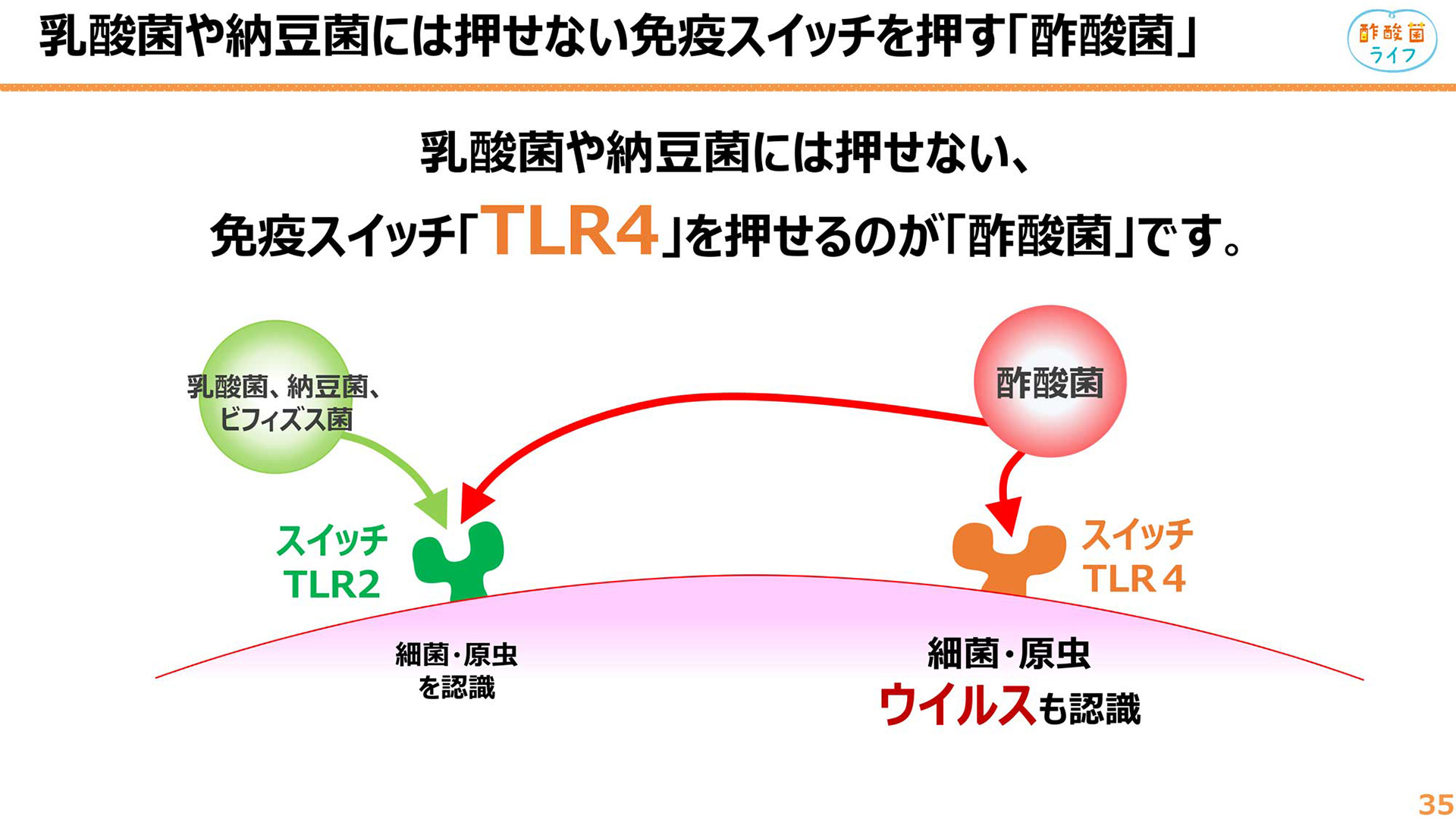 にごり酢「酢酸菌」の免疫生活セミナー資料から